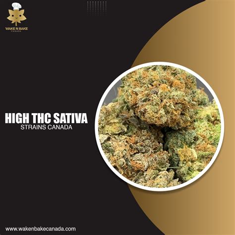 sativa strains canada.